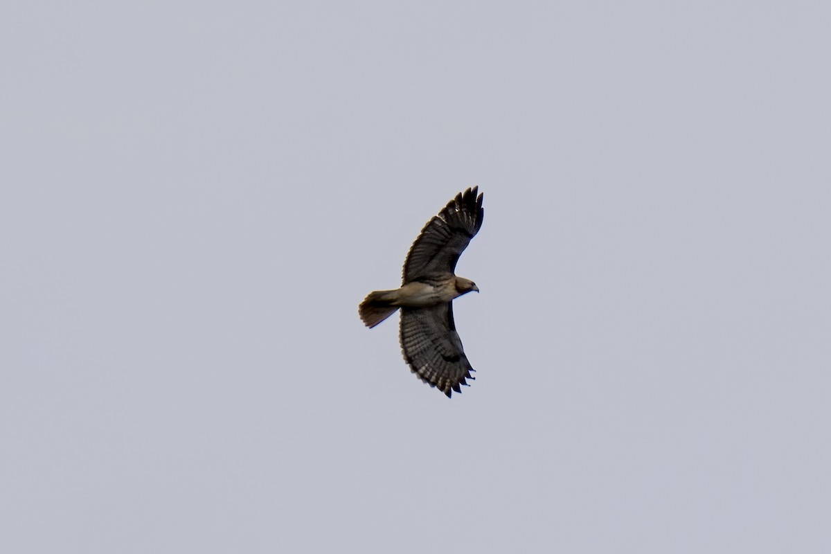 Red-tailed Hawk - ML612636720