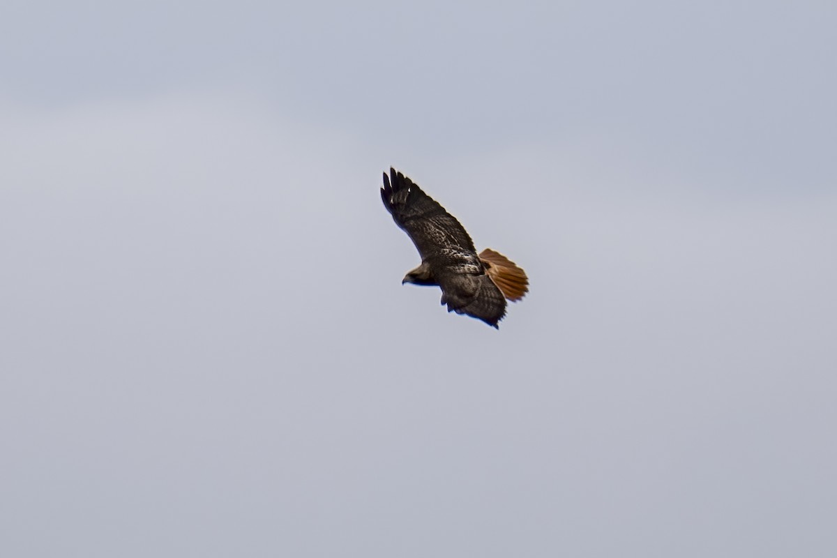 Red-tailed Hawk - ML612636721