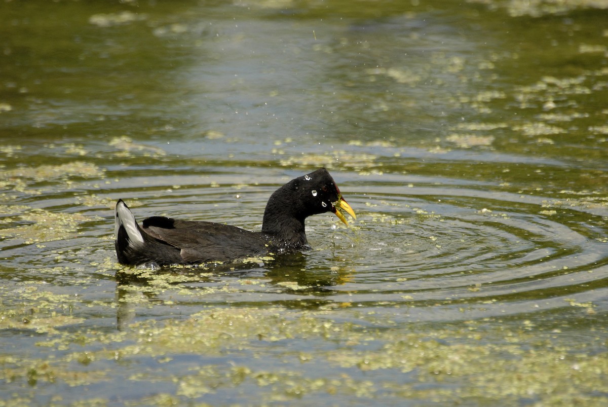 Red-fronted Coot - ML612636728