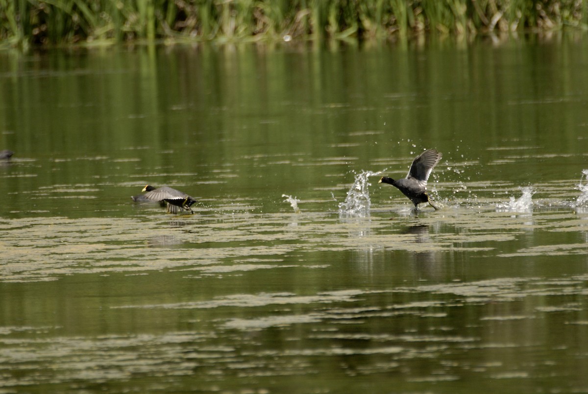 White-winged Coot - ML612636735