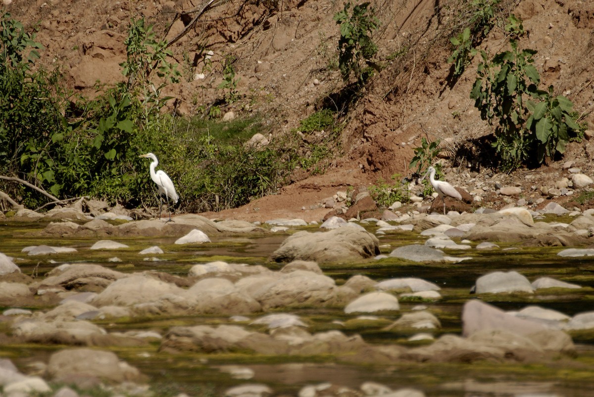 Great Egret - ML612636742