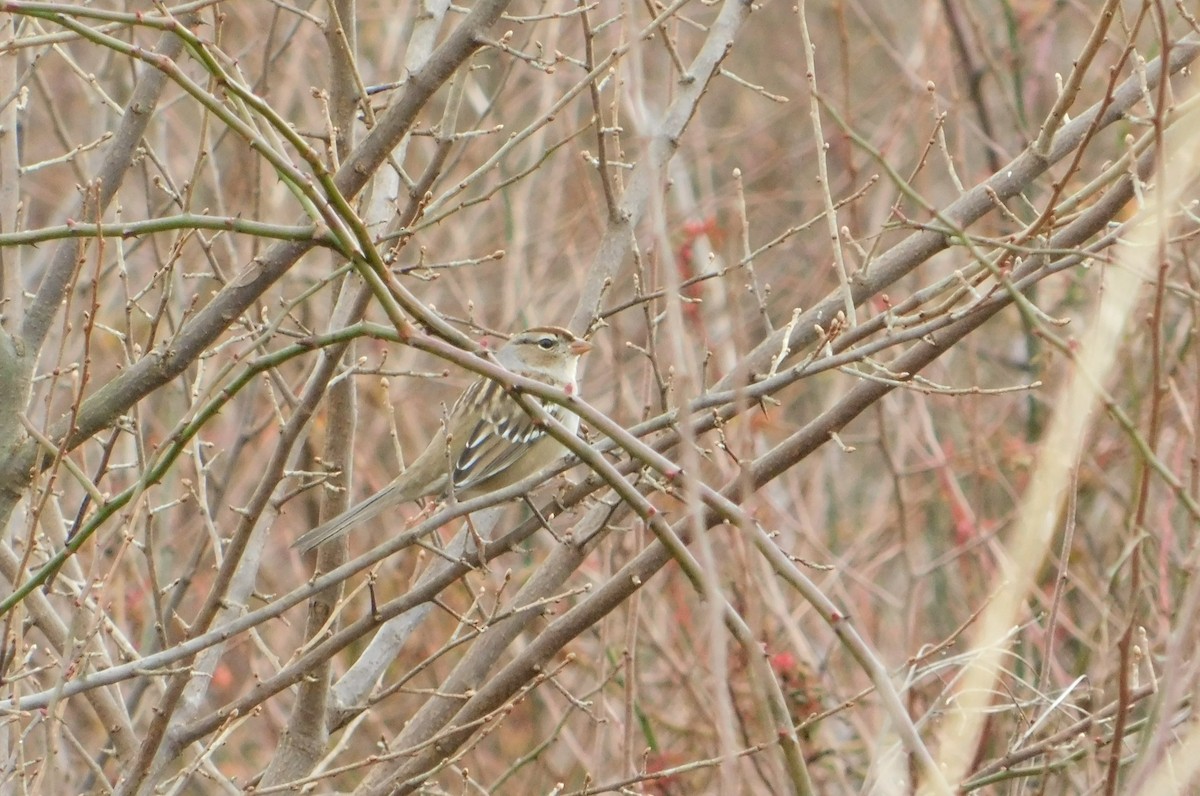 White-crowned Sparrow - ML612636774