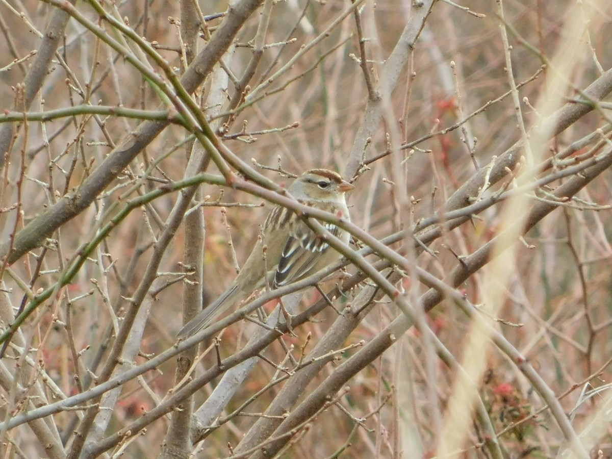 White-crowned Sparrow - ML612636776