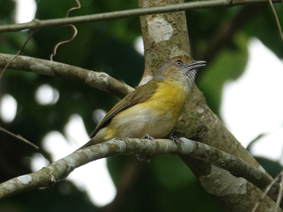 Rio-de-Janeiro-Vireo (thoracicus) - ML612636815