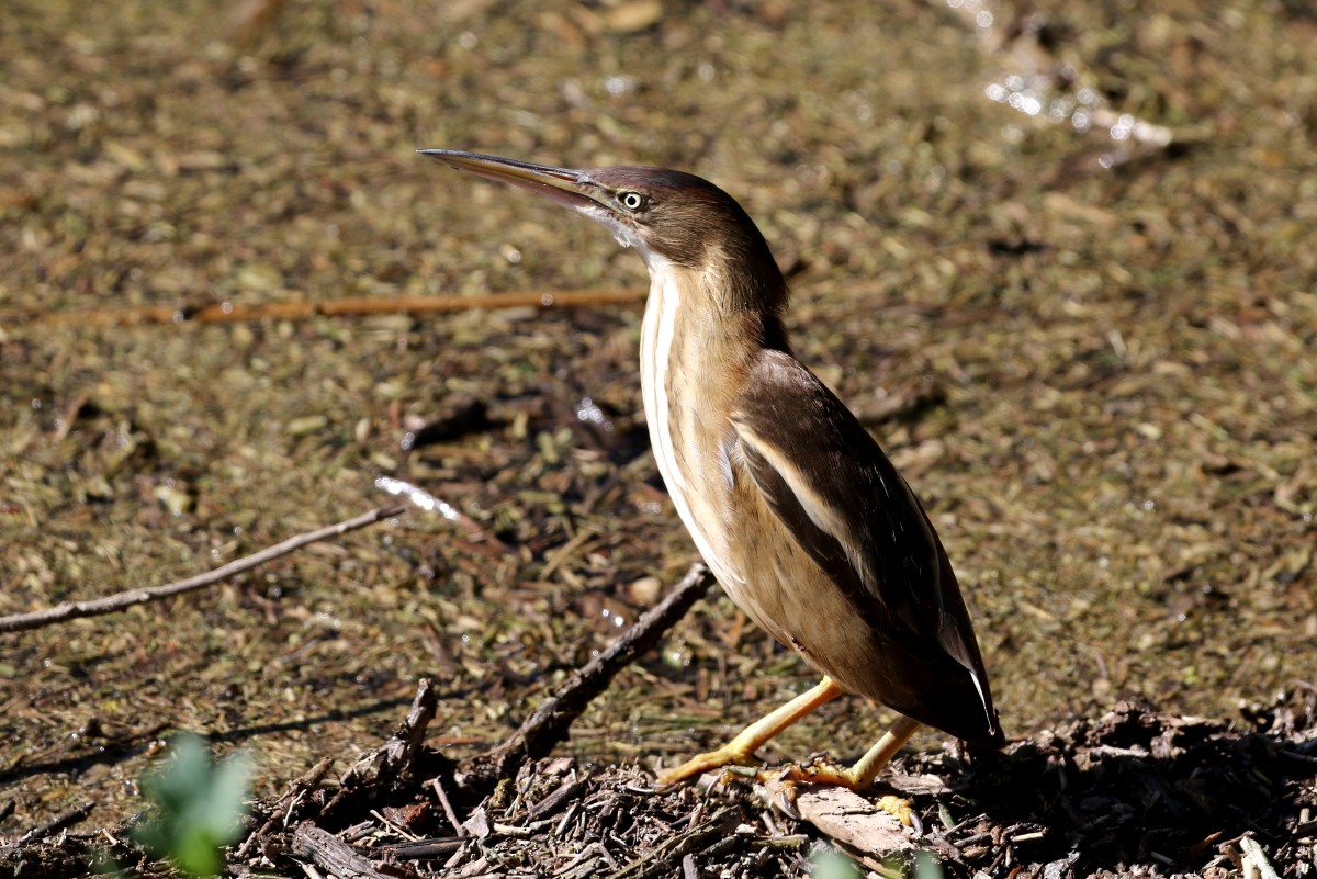 Least Bittern - Brooke Smith