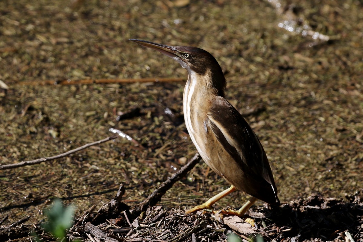 Least Bittern - ML612636828