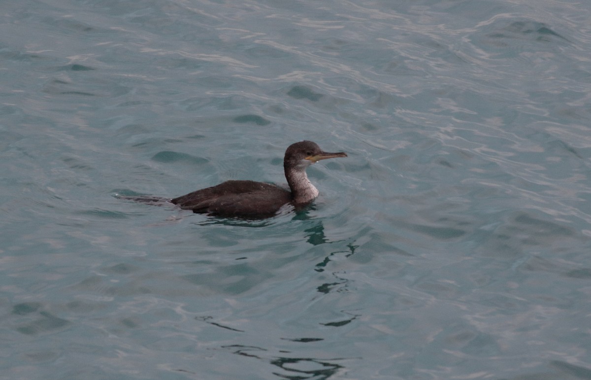 Cormorán Moñudo - ML612636850