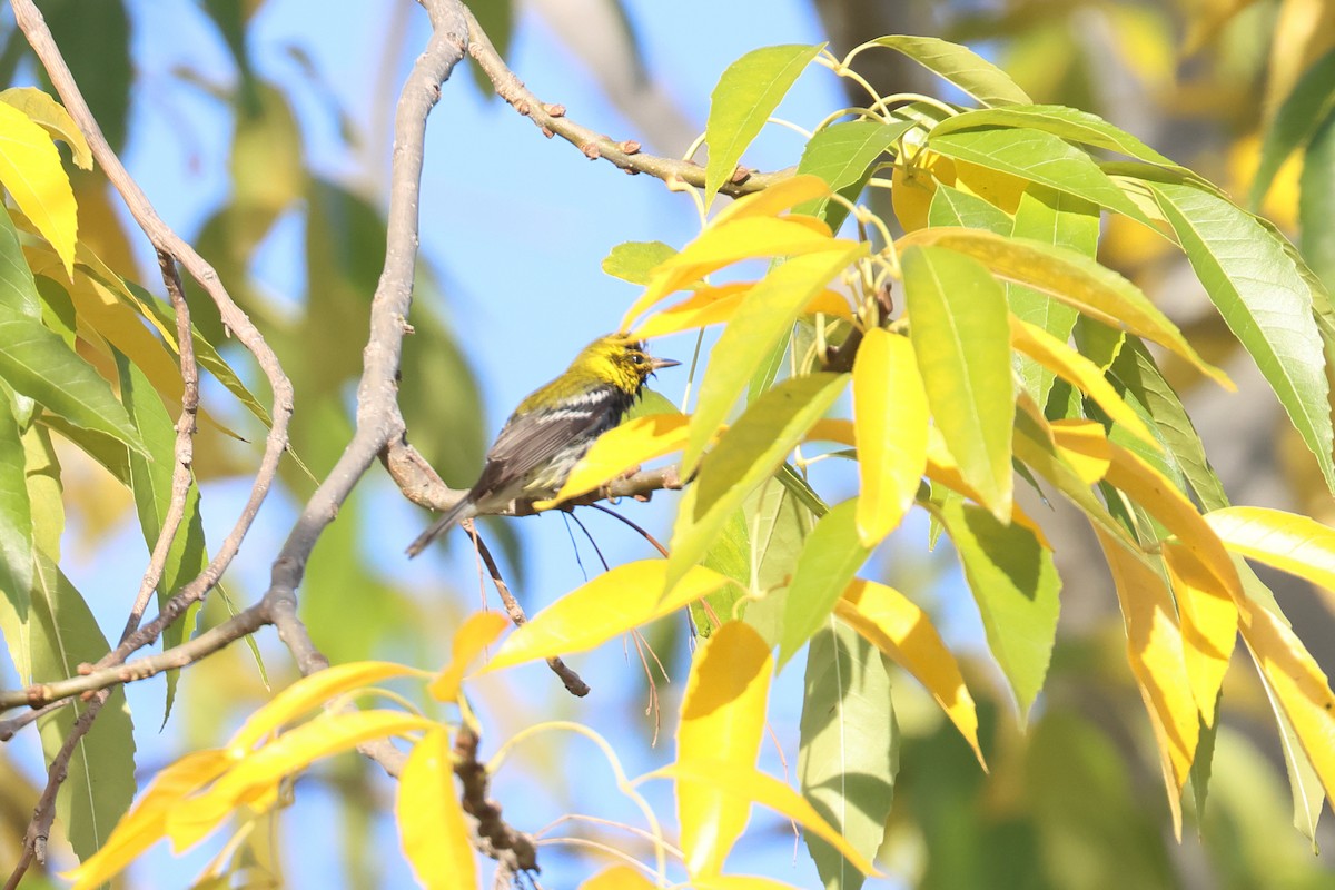 Black-throated Green Warbler - Tom Fangrow