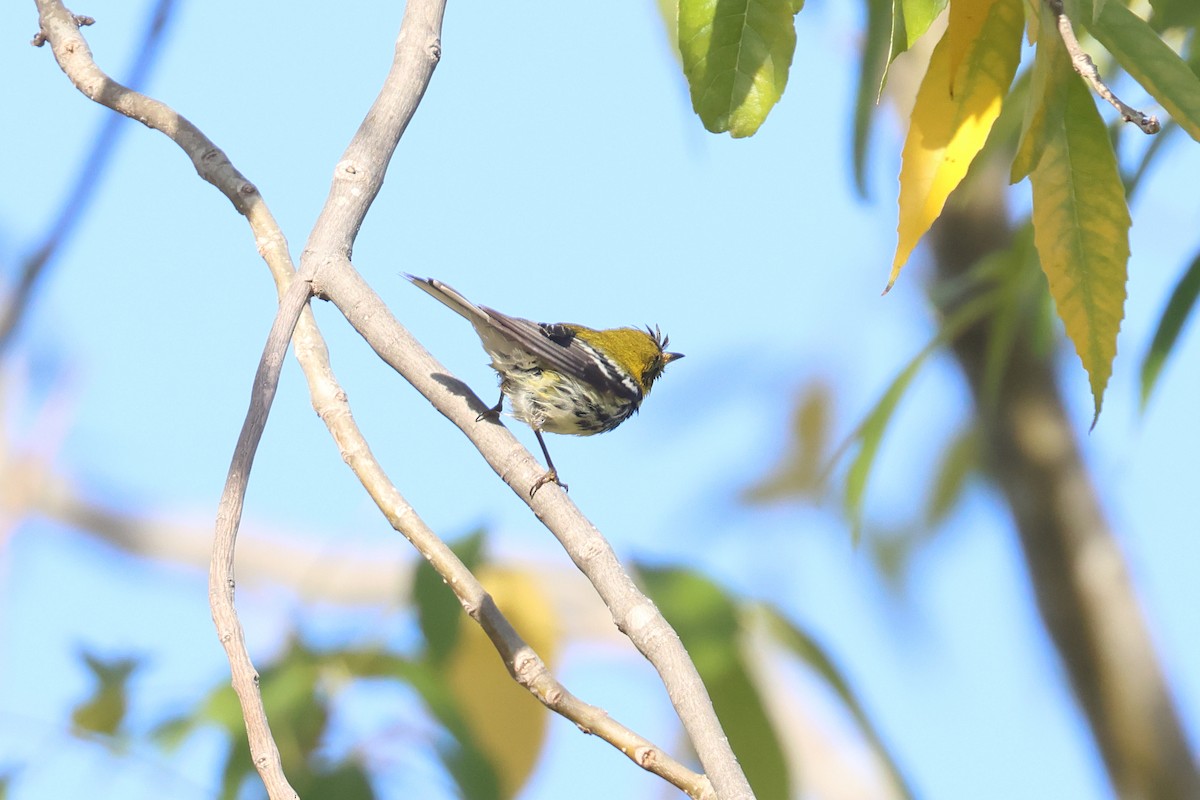 Black-throated Green Warbler - Tom Fangrow