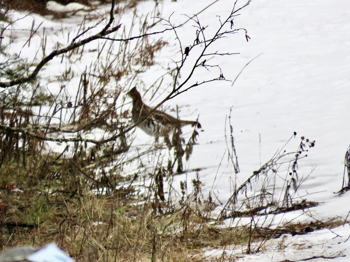 Ruffed Grouse - ML612637229