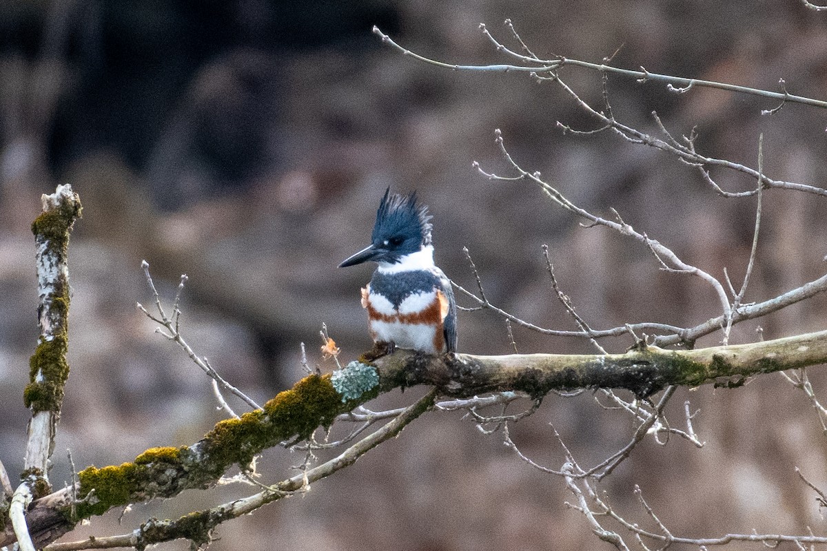 Belted Kingfisher - ML612637275