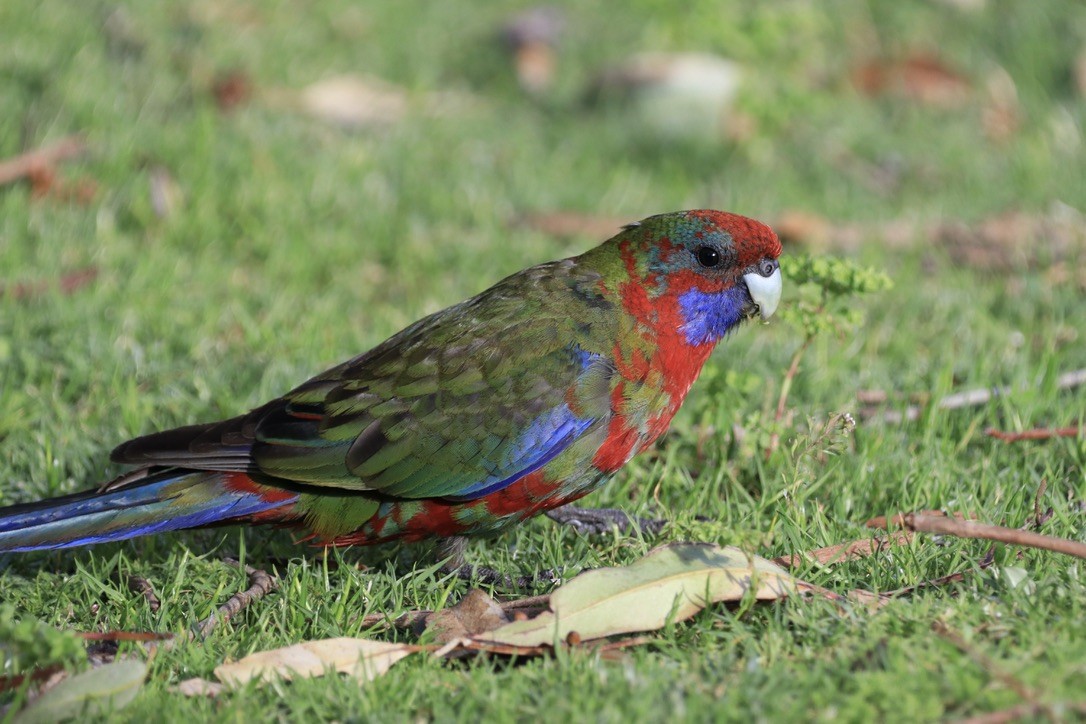 Crimson Rosella - ML612637289