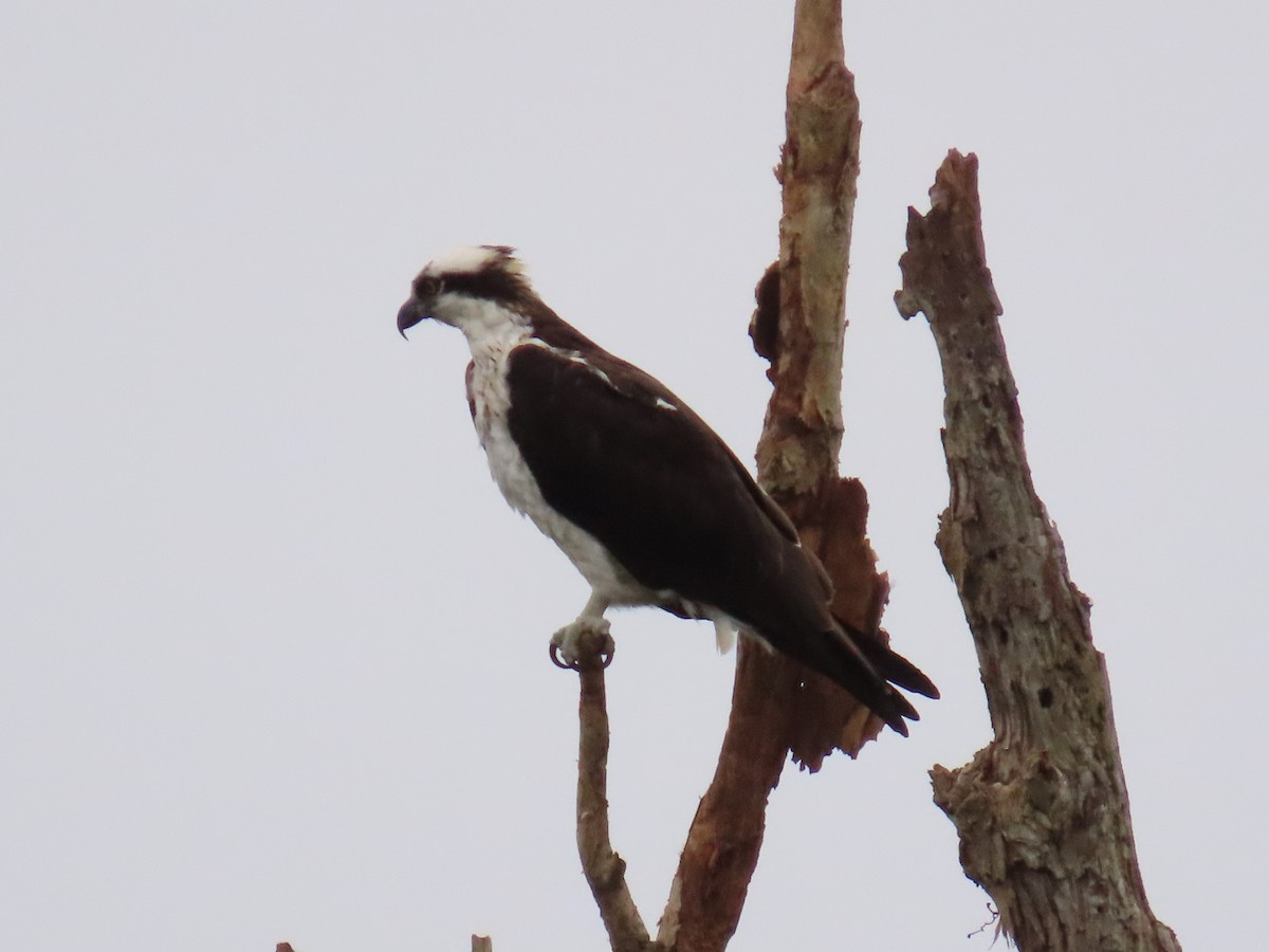 Osprey - ML612637296