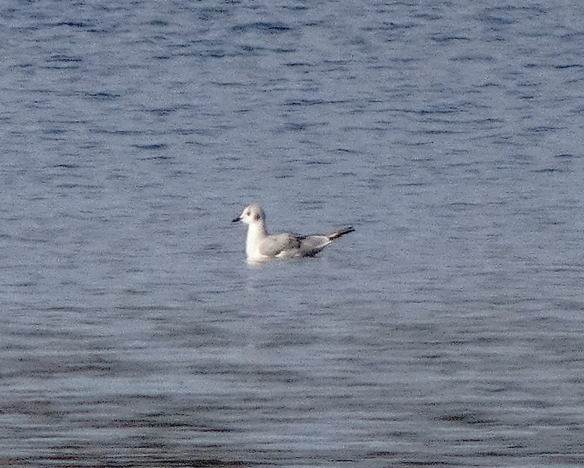 Bonaparte's Gull - ML612637322