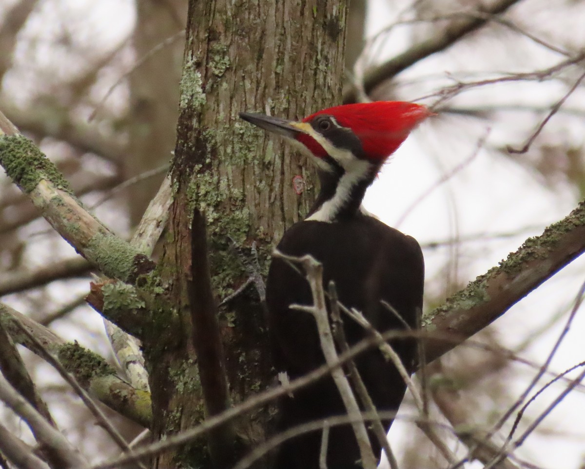 Pileated Woodpecker - ML612637328