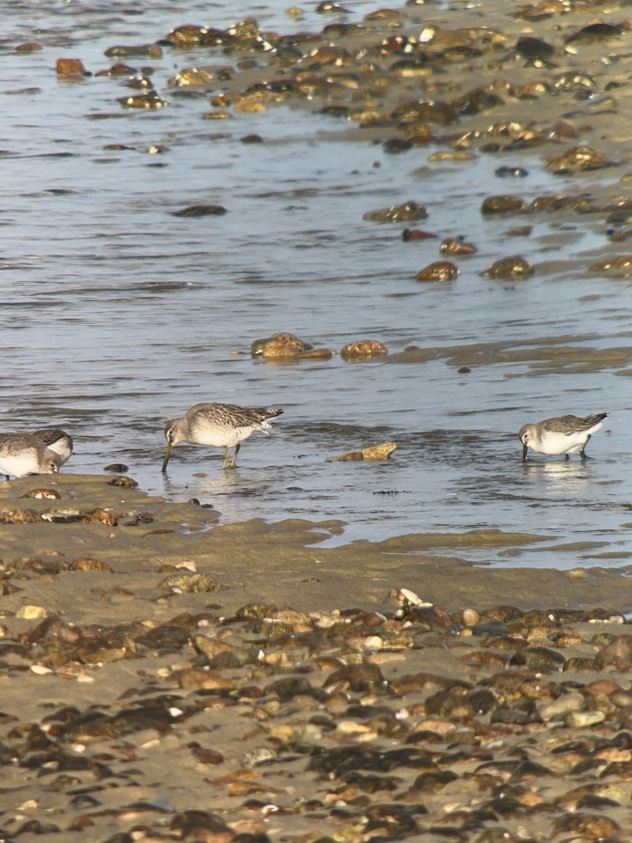 Short-billed Dowitcher - Ben Bolduc