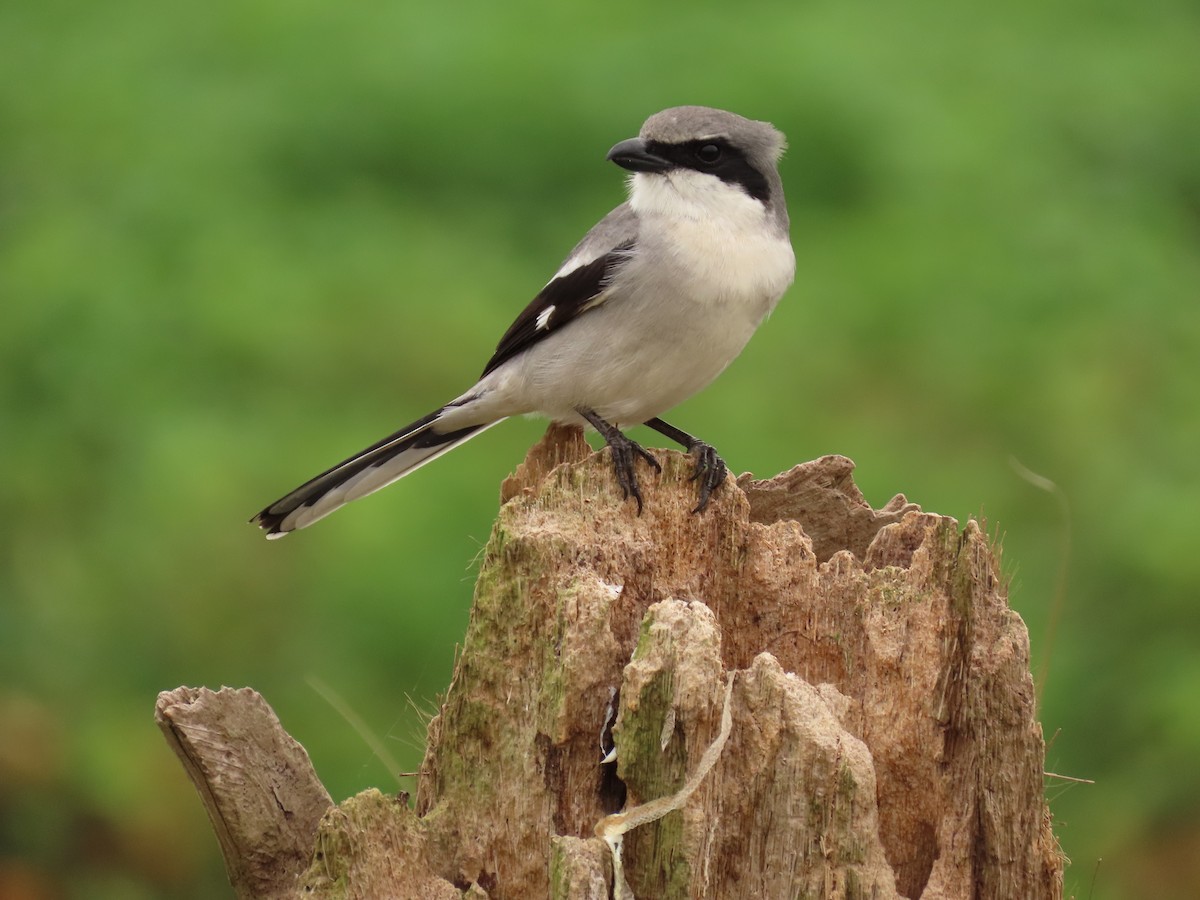 Loggerhead Shrike - ML612637365