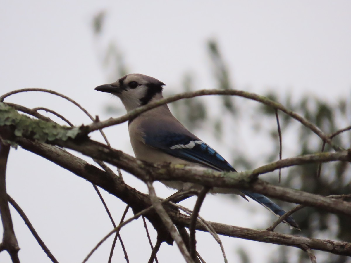 Blue Jay - ML612637374