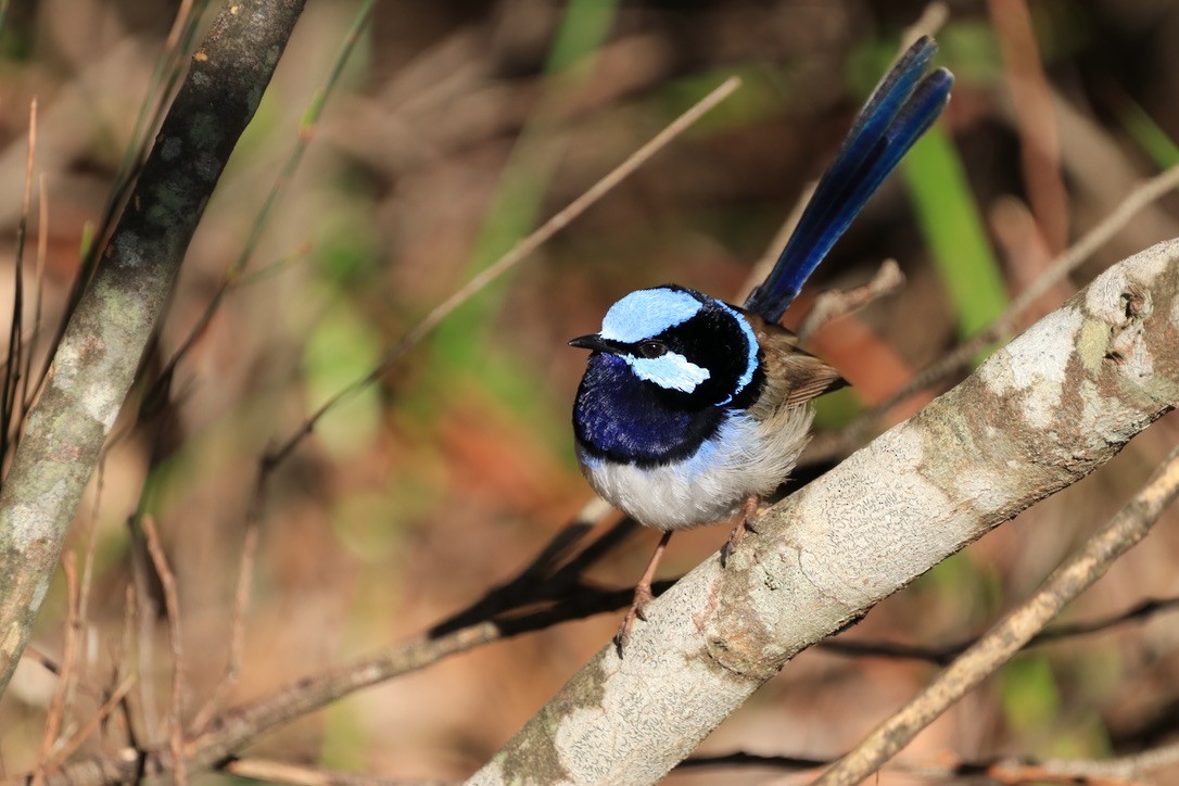 Superb Fairywren - ML612637387