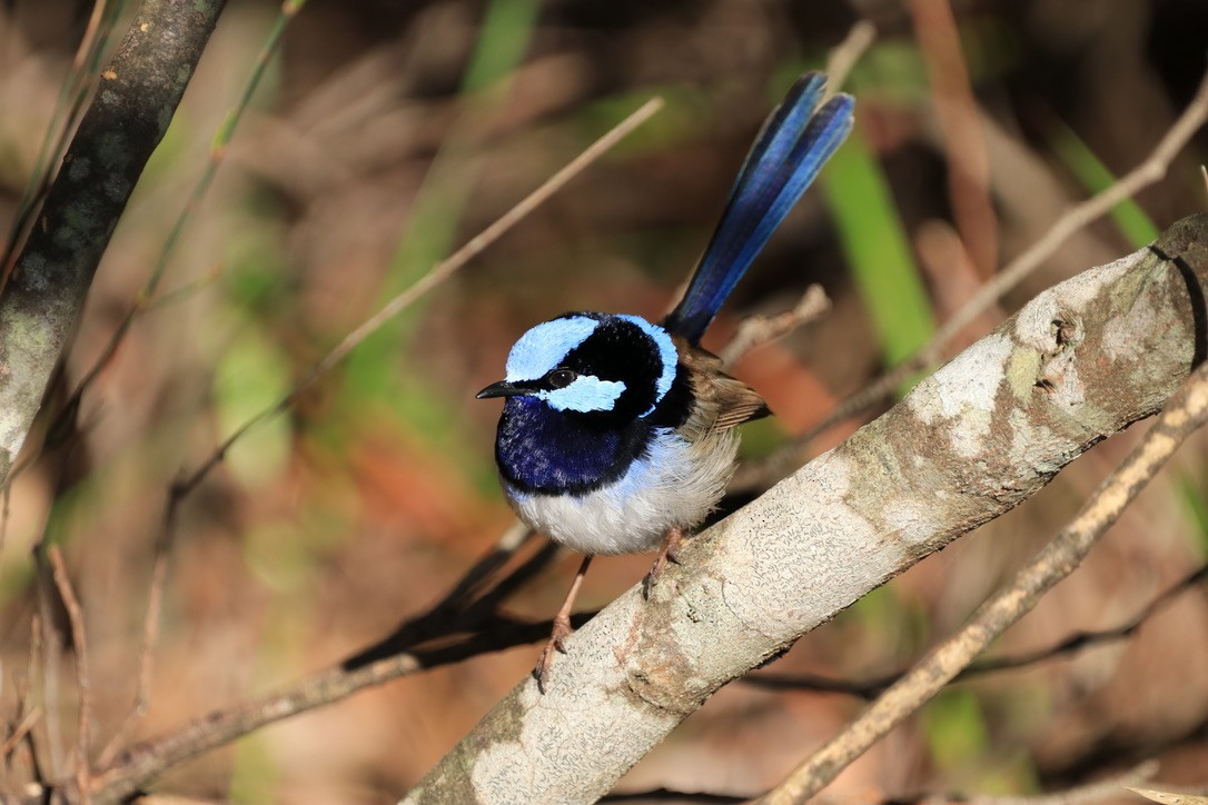 Superb Fairywren - ML612637388
