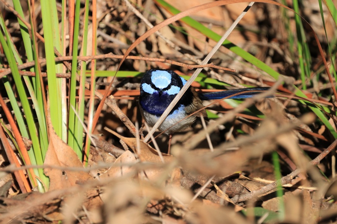 Superb Fairywren - ML612637393