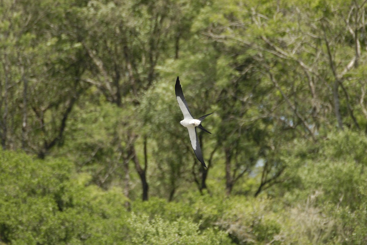 Swallow-tailed Kite - ML612637402