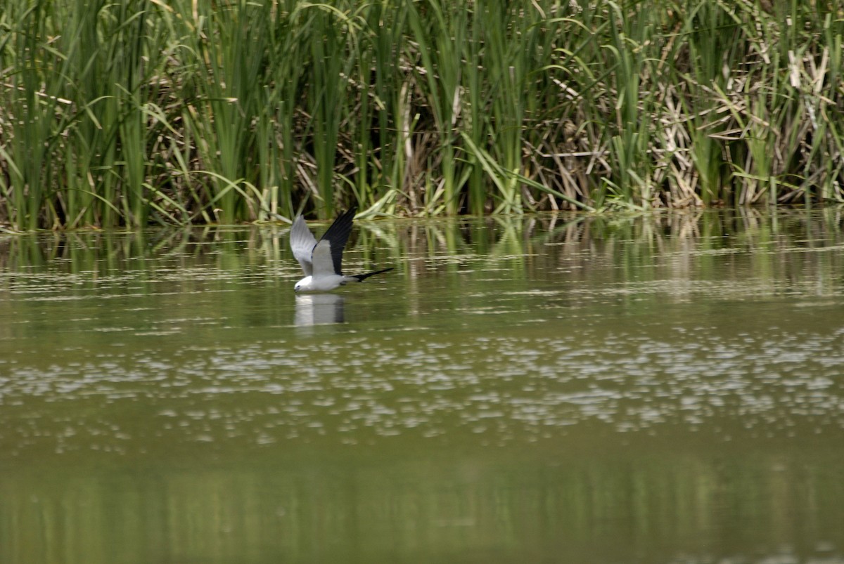 Swallow-tailed Kite - ML612637403