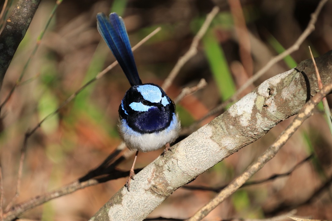 Superb Fairywren - ML612637405
