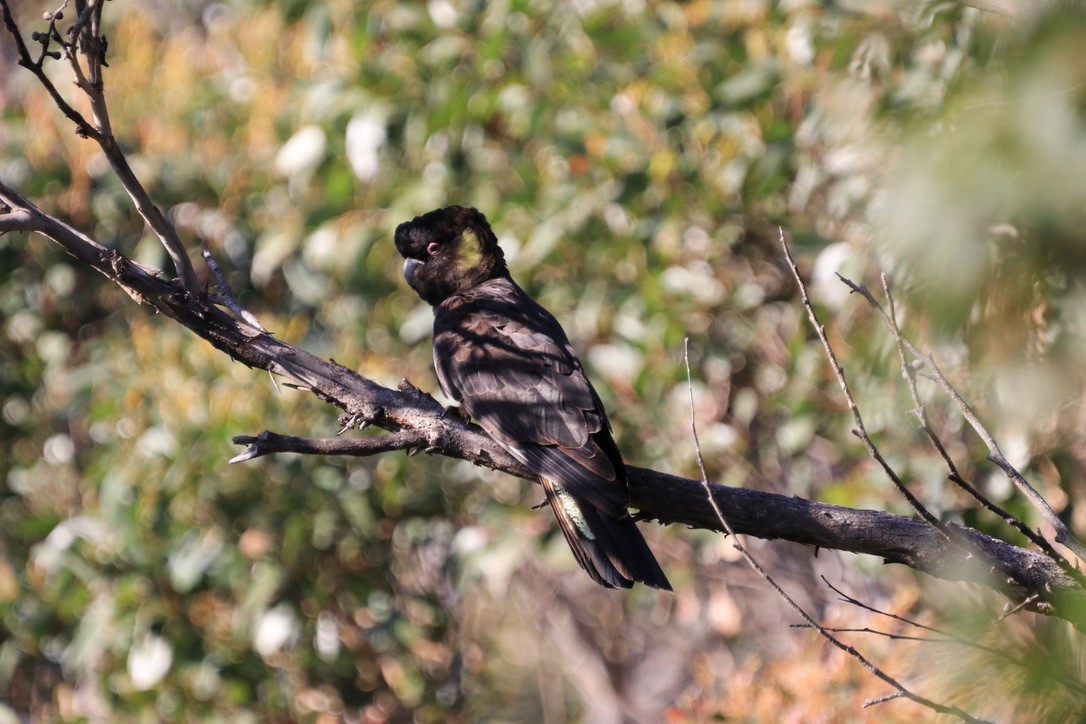 Yellow-tailed Black-Cockatoo - ML612637423