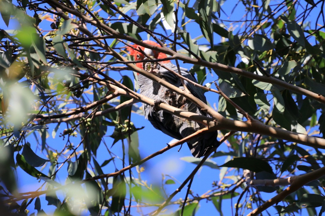 Gang-gang Cockatoo - ML612637444