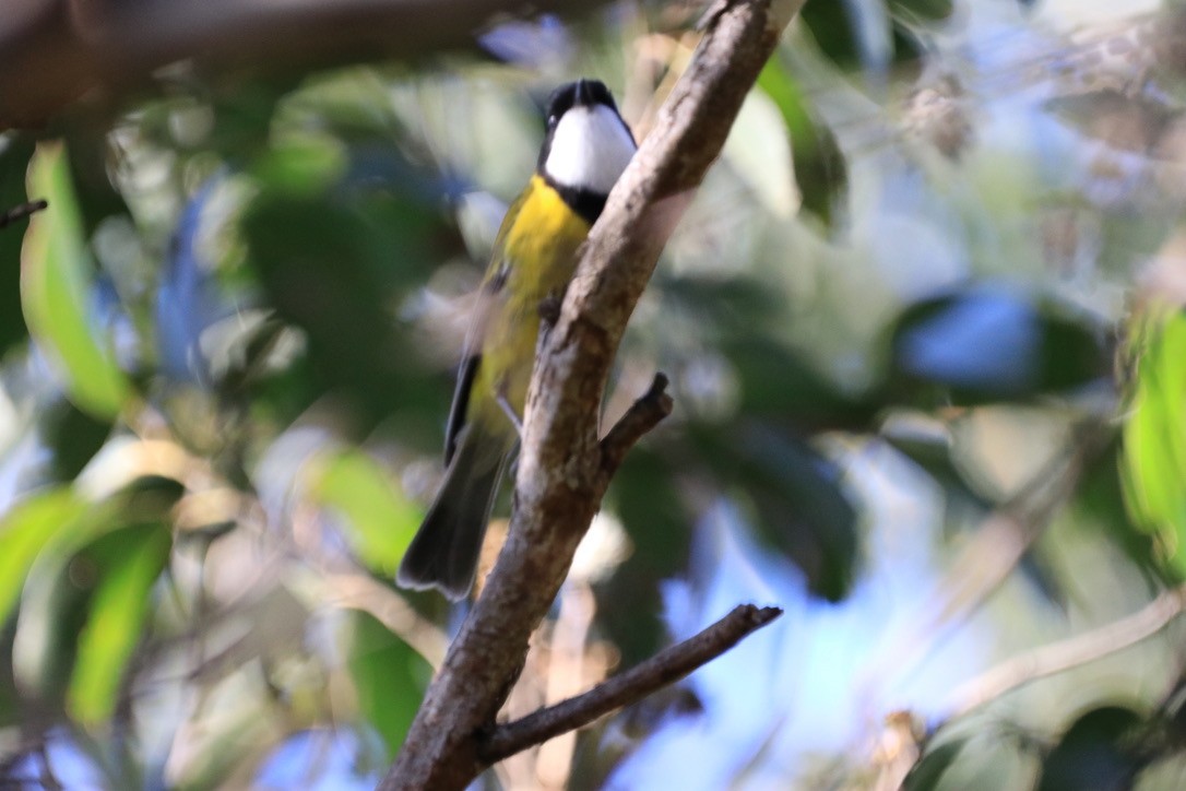 Golden Whistler (Eastern) - ML612637452