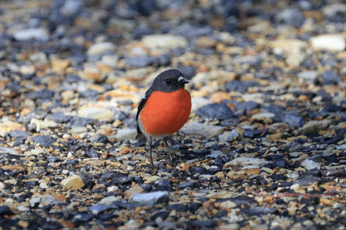 Flame Robin - ML612637467