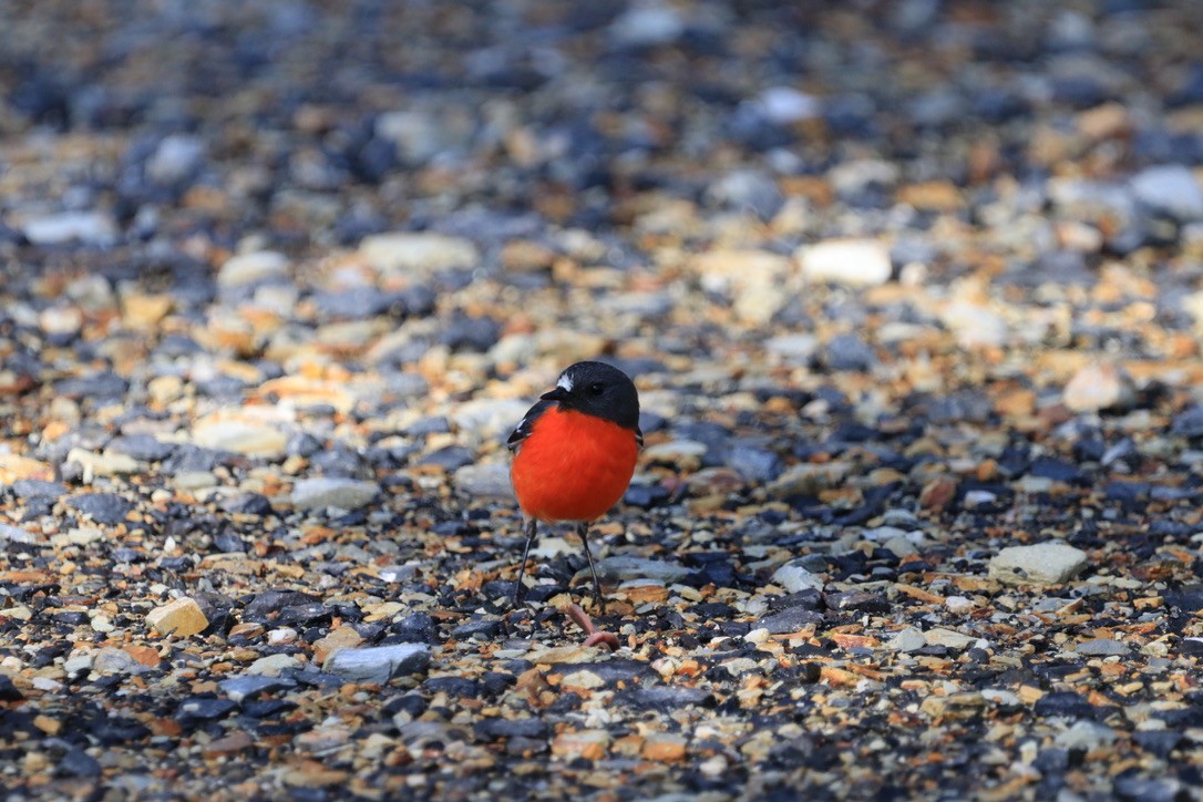 Flame Robin - ML612637480