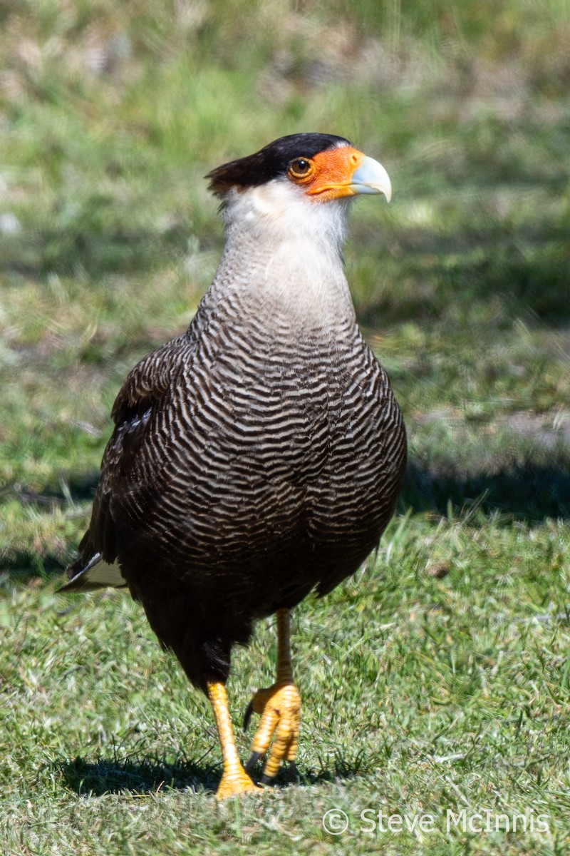 Crested Caracara (Southern) - ML612637541