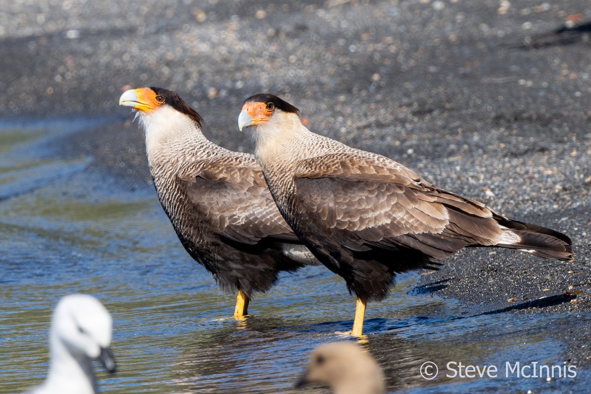 Crested Caracara (Southern) - ML612637542