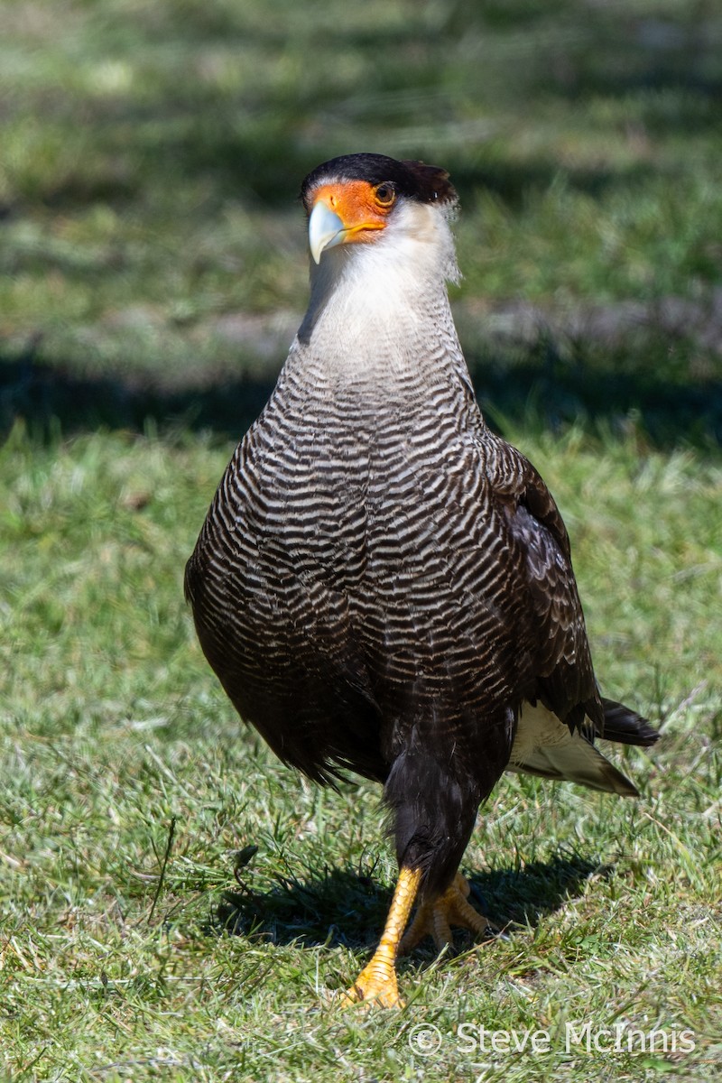 Crested Caracara (Southern) - ML612637543