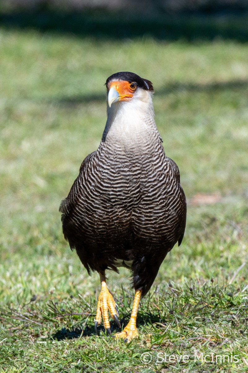 Crested Caracara (Southern) - ML612637544