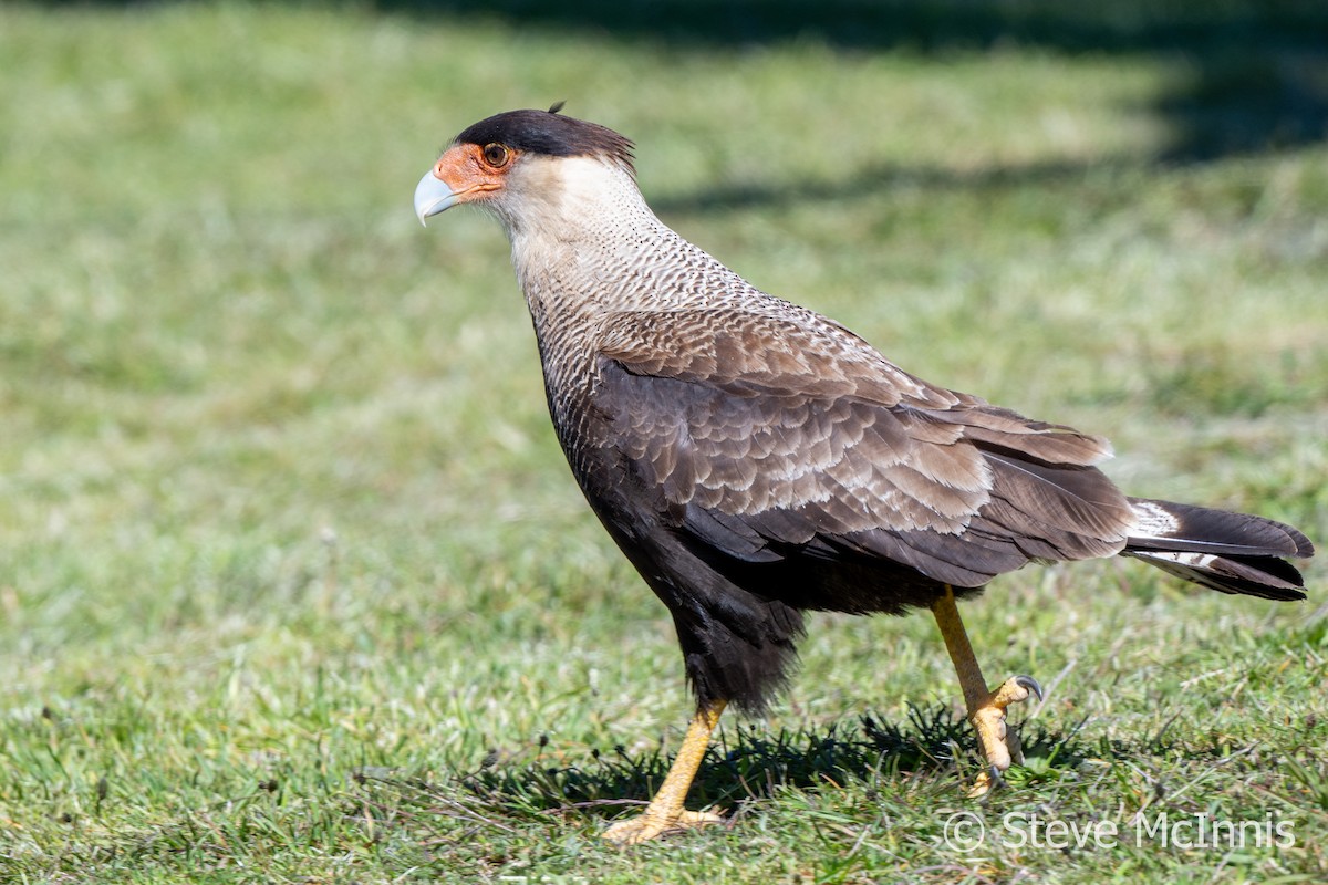 Crested Caracara (Southern) - ML612637545