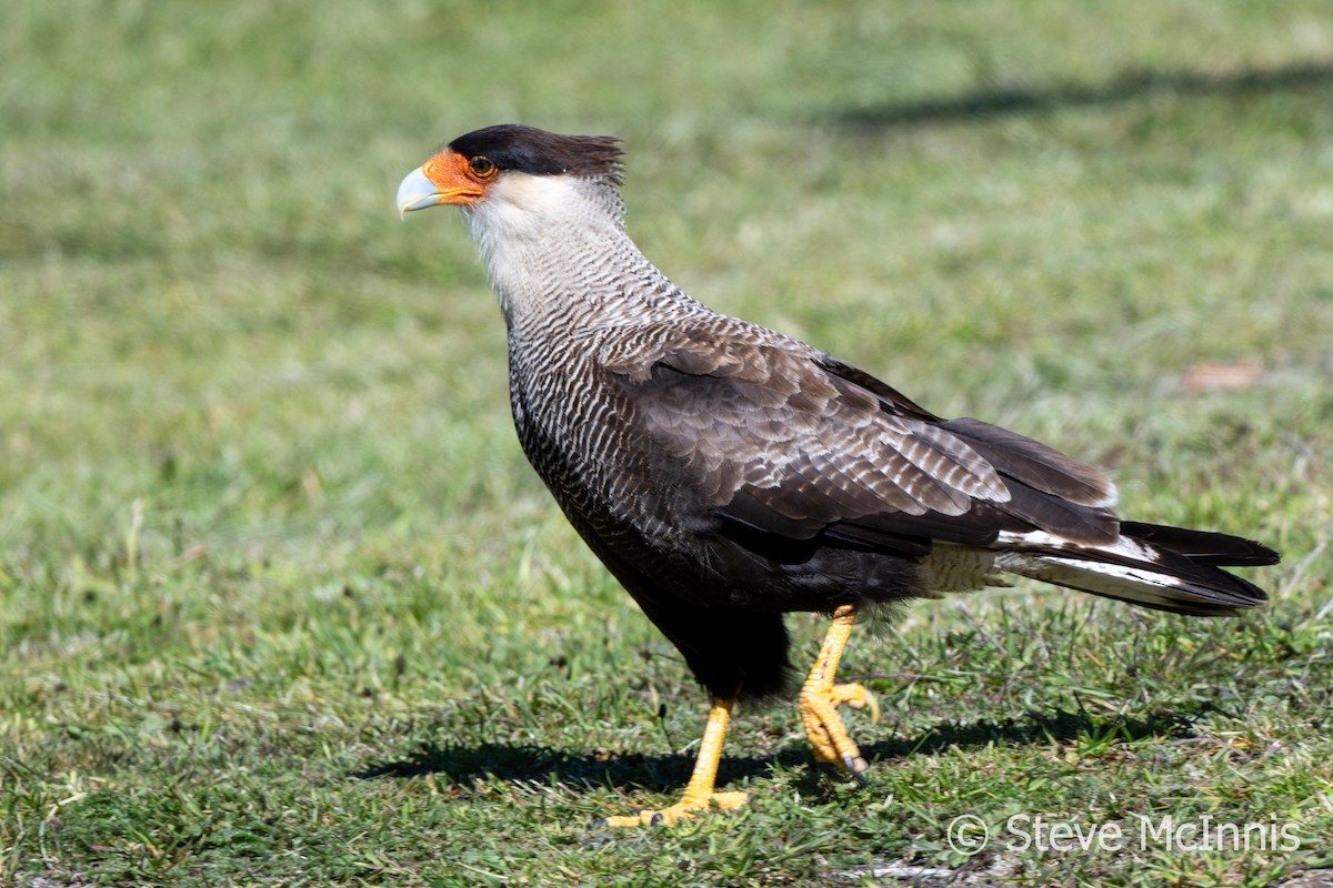 Crested Caracara (Southern) - ML612637546
