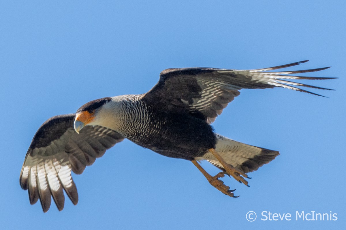 Crested Caracara (Southern) - ML612637601