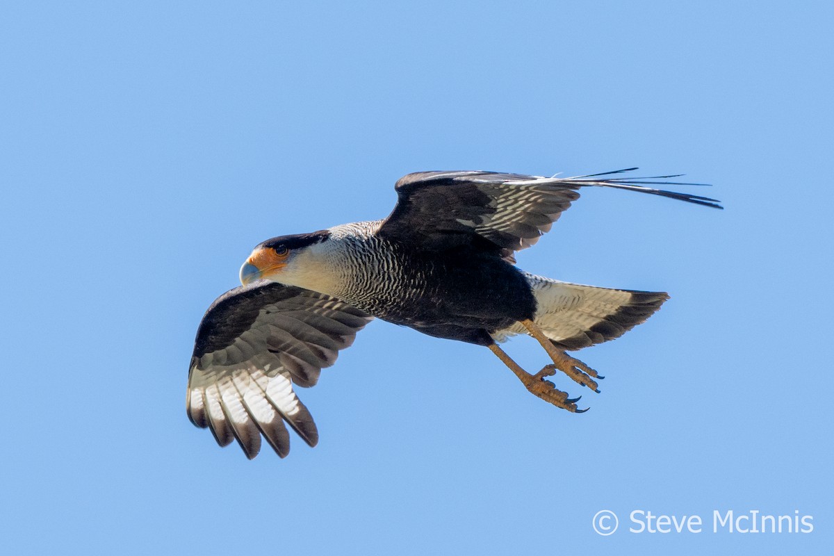 Crested Caracara (Southern) - ML612637602