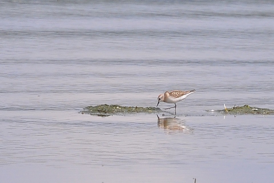 Little Stint - ML612637623