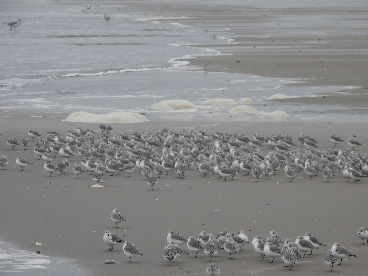 Bécasseau sanderling - ML612637624