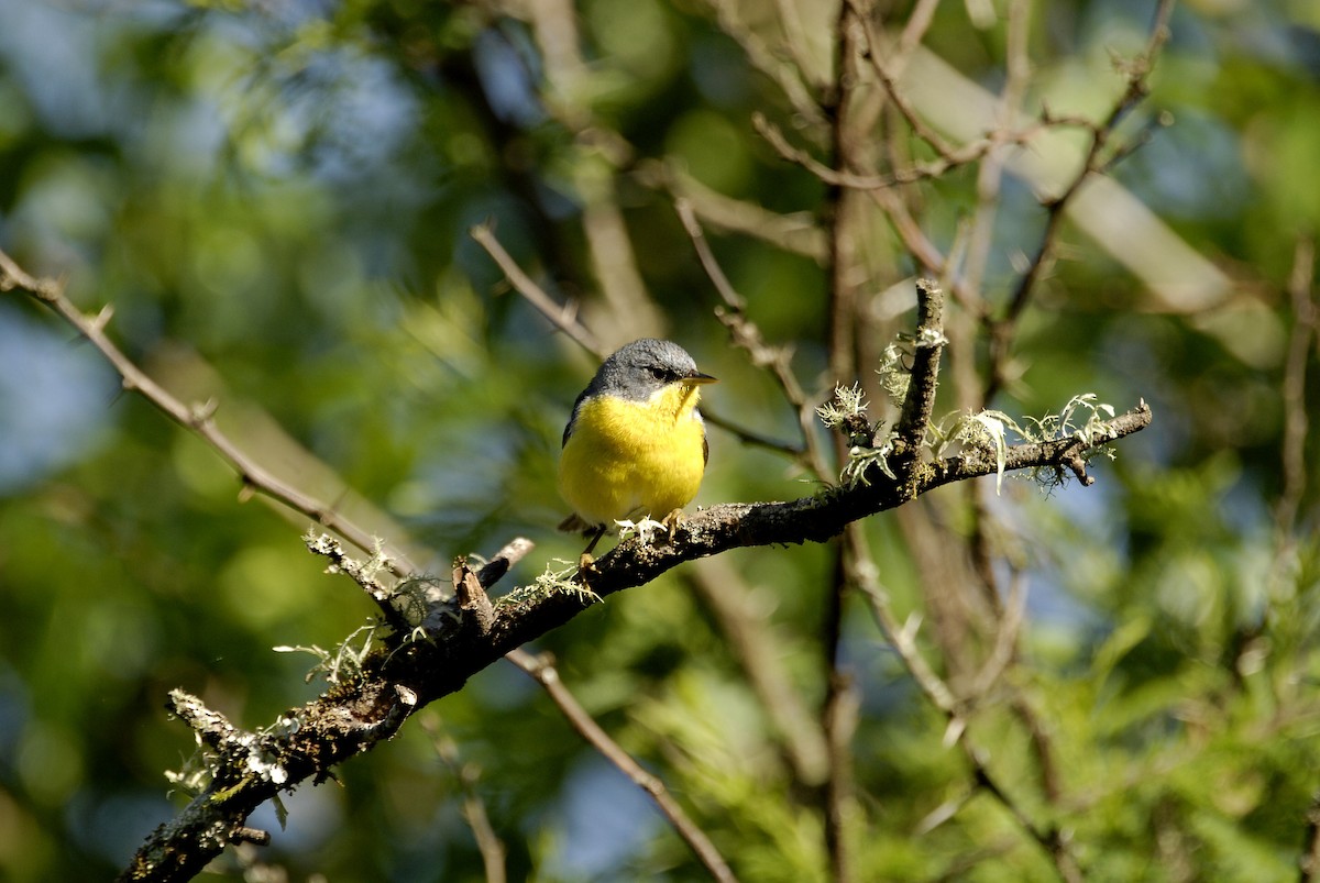 Tropical Parula - ML612637648