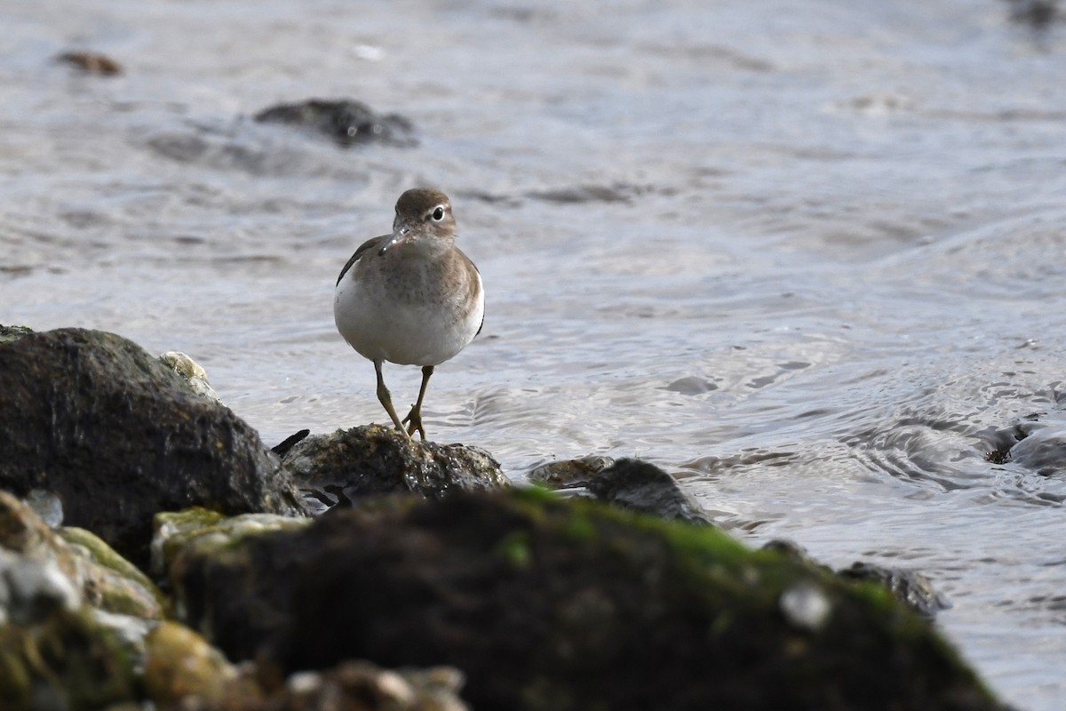 Spotted Sandpiper - ML612637657