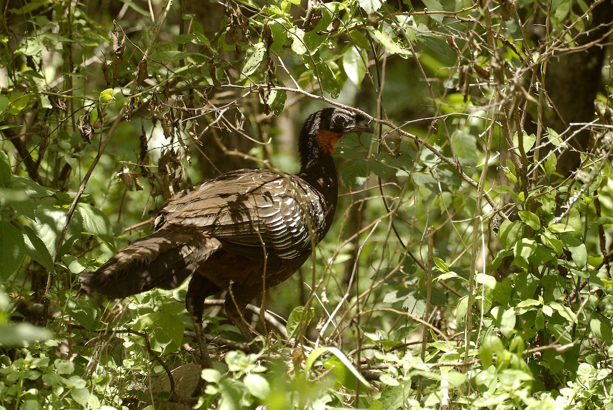 Yungas Guan - ML612637687