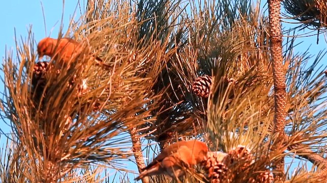 Red Crossbill (Ponderosa Pine or type 2) - ML612637713