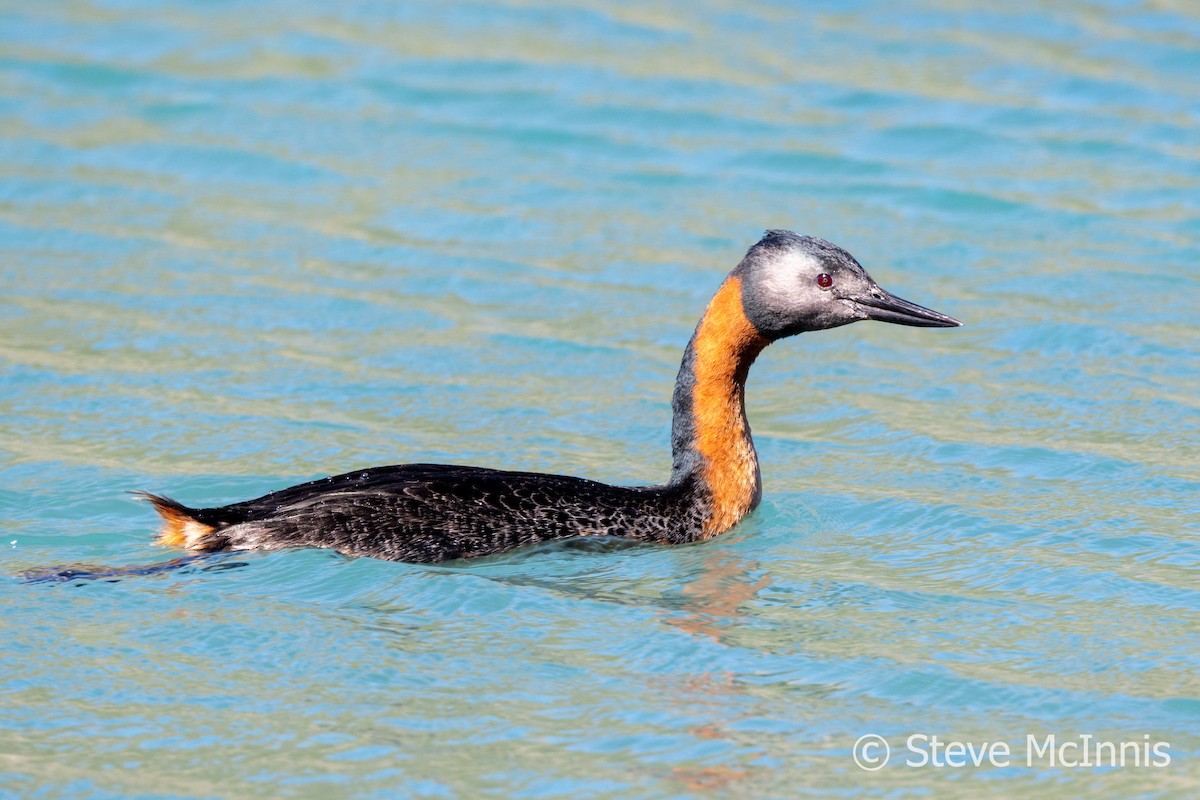 Great Grebe - ML612637756