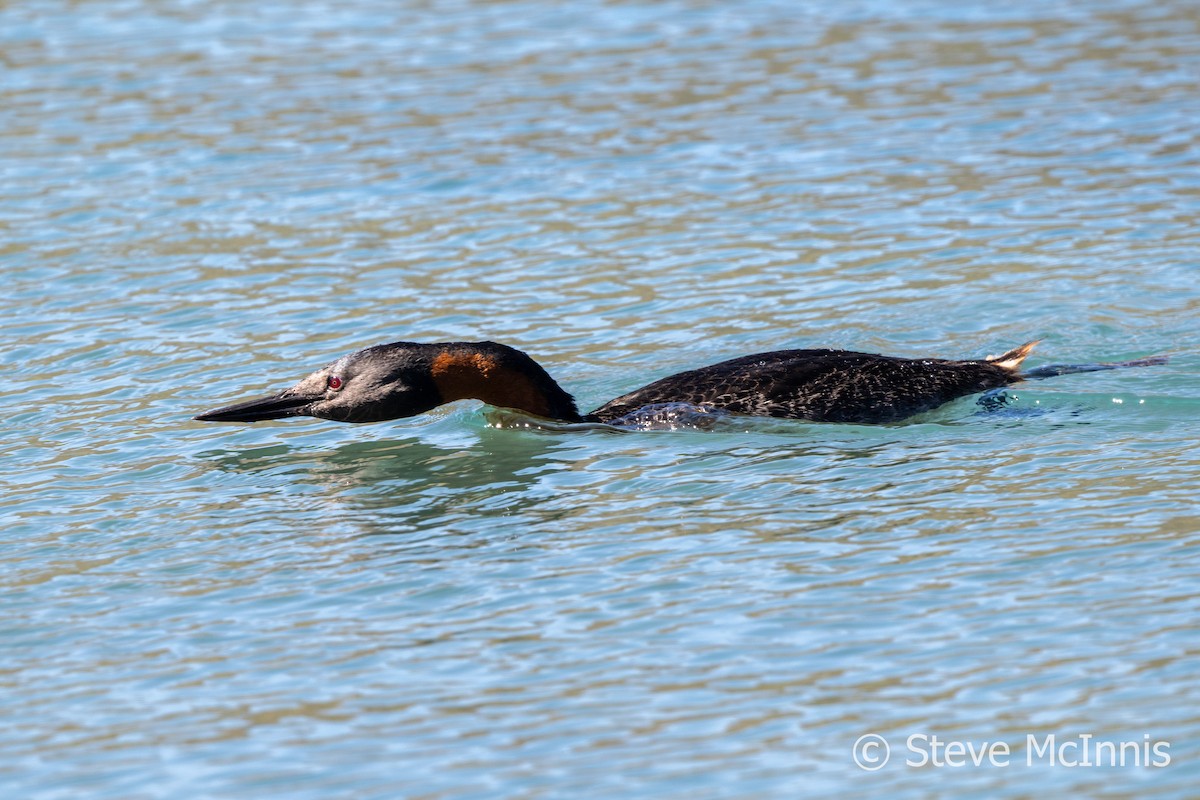 Great Grebe - ML612637757