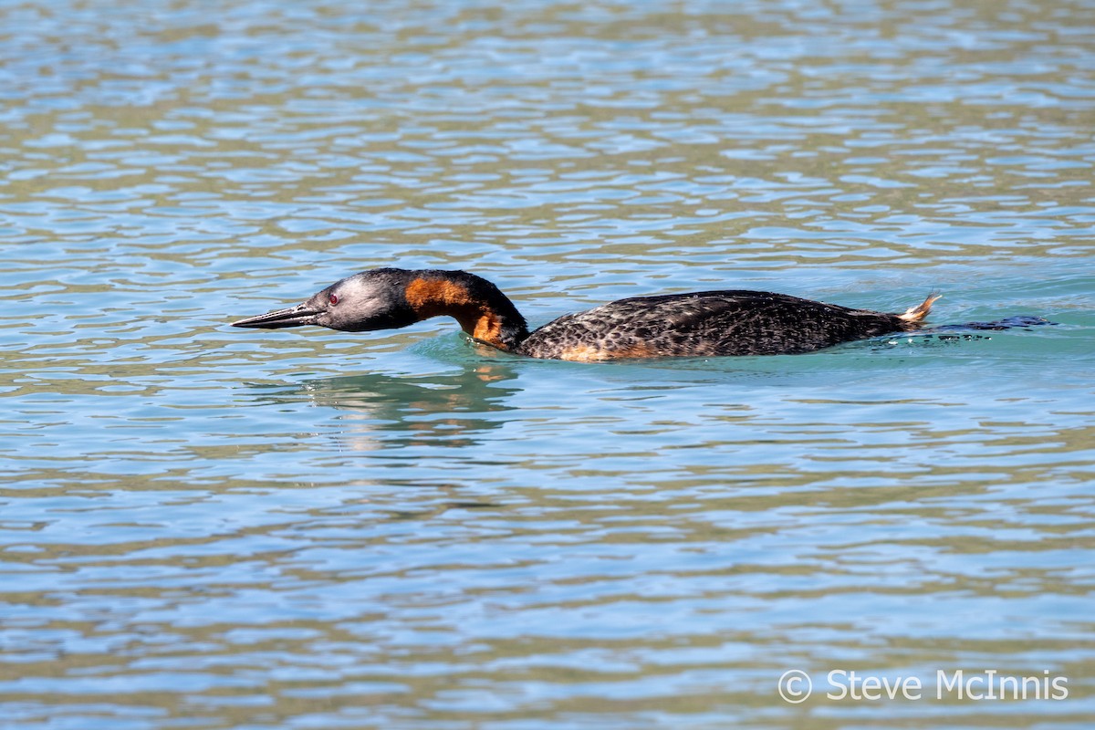 Great Grebe - ML612637758